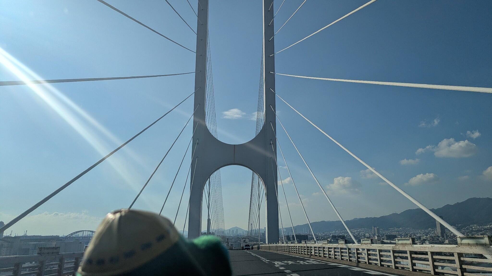 白鳥を見たよ🦢